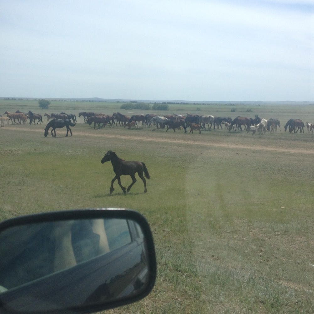 Horses crossing