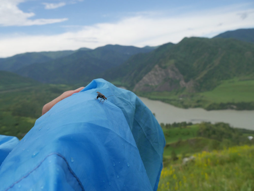 Little bug in the big mountains