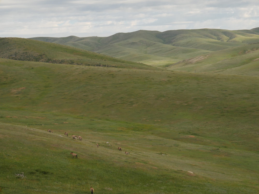 Khustai national park