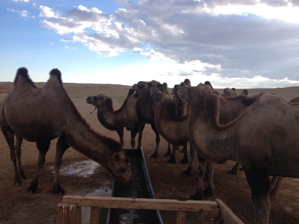 drinkingcamels