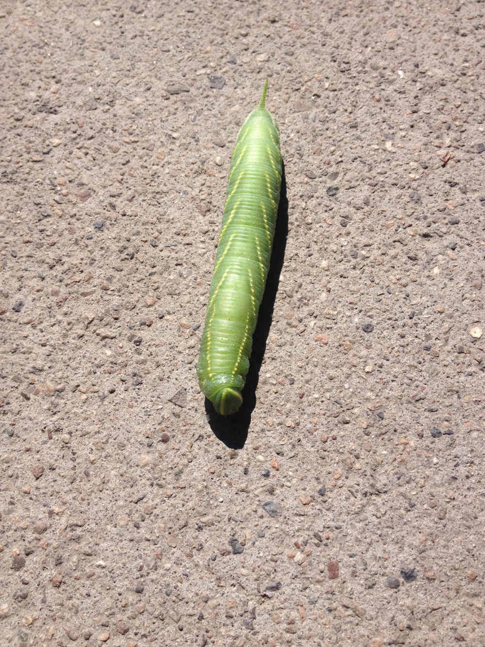 green-caterpillar