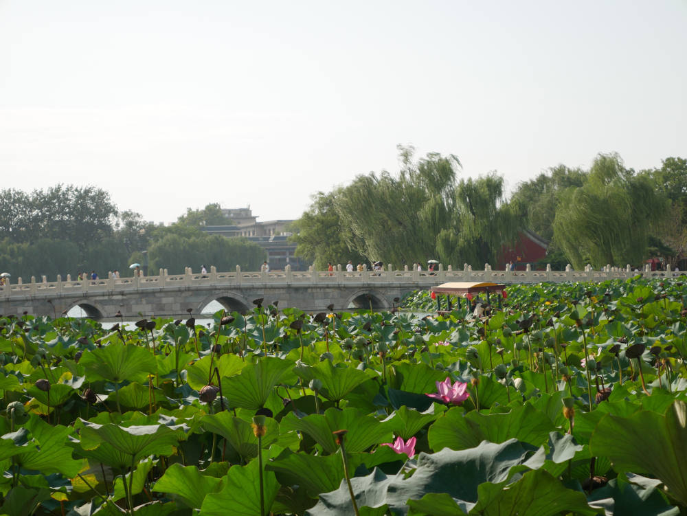 lotus-in-beihai-park